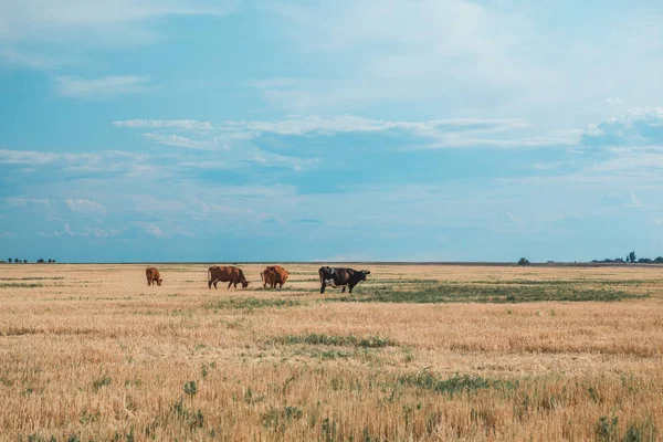 İnekler sarı tarlada ve mavi gökyüzünde.