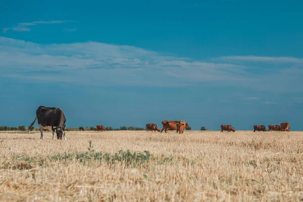 Cows on a yellow field and blue sky. — Stock Photo, Image