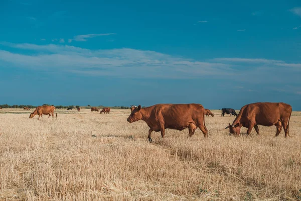 İnekler sarı tarlada ve mavi gökyüzünde.