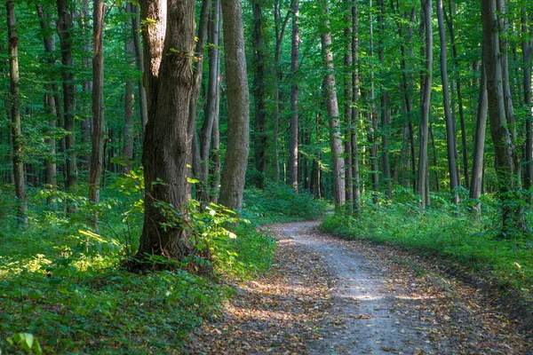 Leśne drzewa. natura zielony drewno światło słoneczne tło — Zdjęcie stockowe
