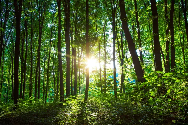Árboles forestales. naturaleza madera verde luz del sol fondo — Foto de Stock