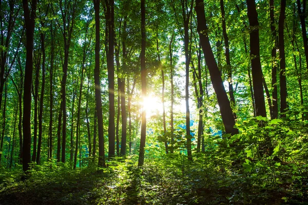 Árboles forestales. naturaleza madera verde luz del sol fondo —  Fotos de Stock