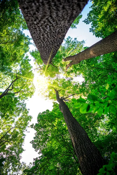 Árboles forestales. naturaleza madera verde luz del sol fondo —  Fotos de Stock