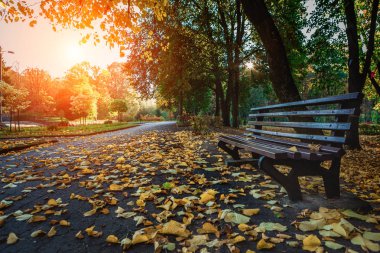 Güzel bir sonbahar parkı. Sonbaharda Orman.