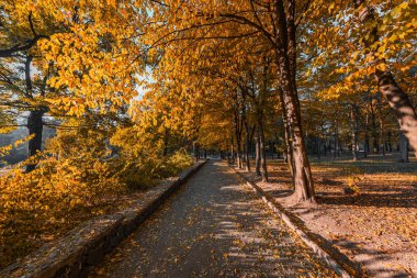 Güzel bir sonbahar parkı. Sonbaharda Orman.