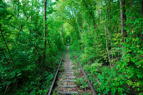 Un ferrocarril en el túnel del bosque de primavera del amor — Foto de Stock