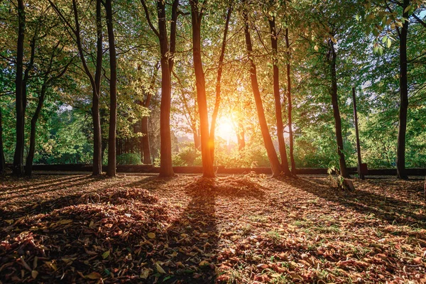 美しい秋の公園。秋の森. — ストック写真