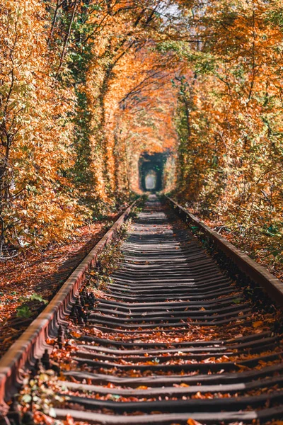 aşk sonbahar orman tünelinde bir demiryolu