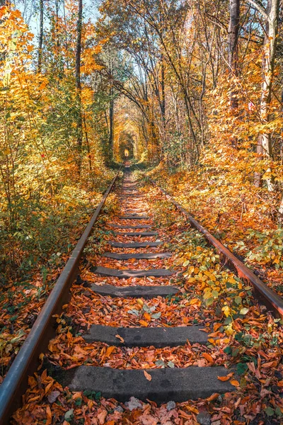 Uma estrada de ferro no túnel de floresta de outono de amor — Fotografia de Stock
