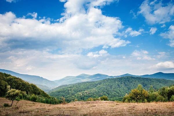 Dağ manzarası, Çam ağacı ormanı 