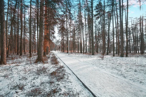 Forêt arbres nature neige bois milieux — Photo