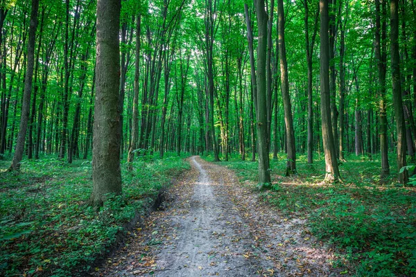Bosbomen. natuur groen hout zonlicht achtergrond — Stockfoto