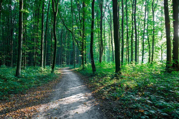 Waldbäume. Natur grün Holz Sonnenlicht Hintergrund — Stockfoto