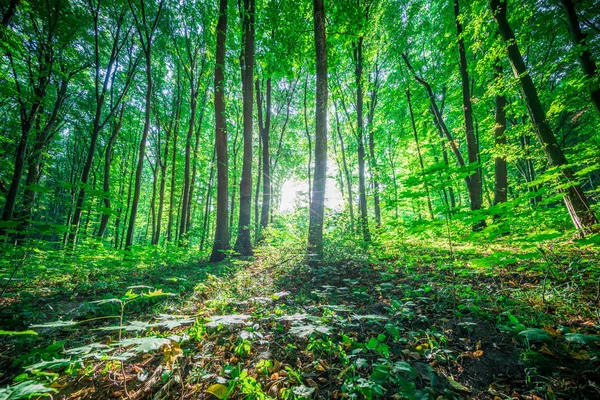 Waldbäume. Natur grün Holz Sonnenlicht Hintergrund — Stockfoto