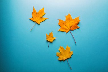 Portakal yapraklarından oluşan çerçeve yazı için yer açar. Bl üzerinde sonbahar kompozisyonu