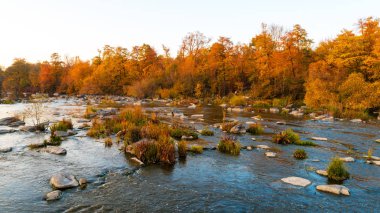 Sonbahar ormanı nehir manzarası. Orman nehri sonbahar mevsiminde akar