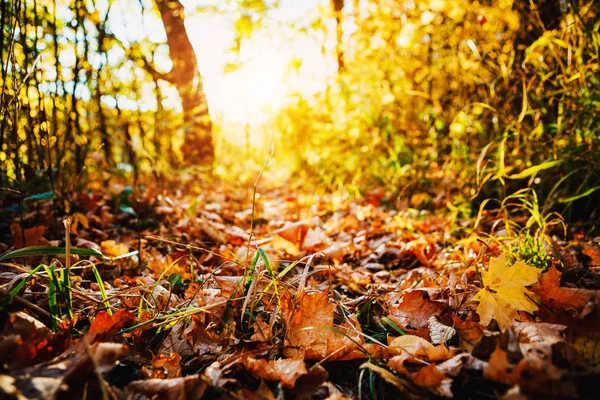 美しい森の中の黄色、オレンジ、赤の秋の葉. — ストック写真
