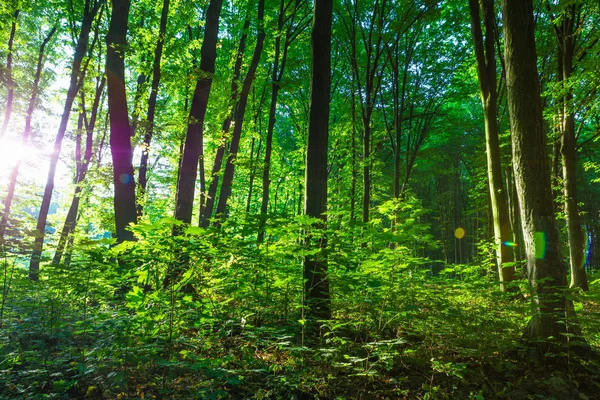 Bosbomen. natuur groen hout zonlicht achtergrond — Stockfoto