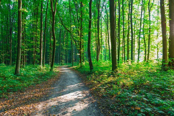 Florestas. natureza verde madeira luz solar fundo — Fotografia de Stock