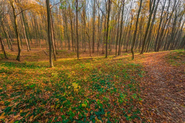 Alberi della foresta autunnale. natura verde legno luce del sole sfondi — Foto Stock