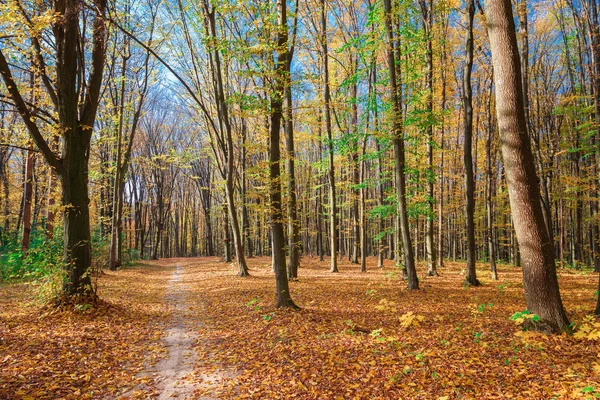 Schöner Herbstpark. Wald im Herbst. — Stockfoto