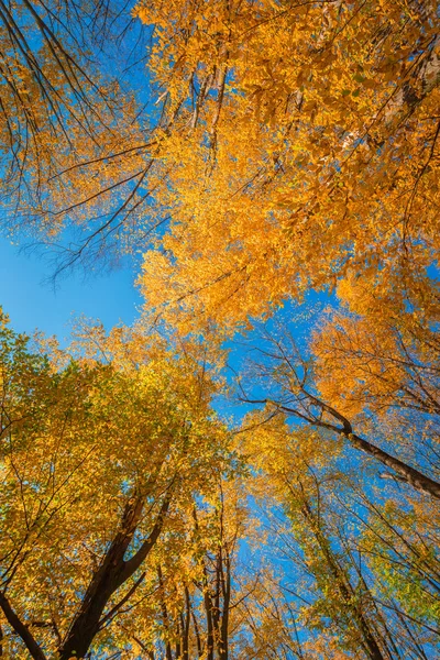 青空が広がる秋の森の中のカラフルな紅葉 — ストック写真