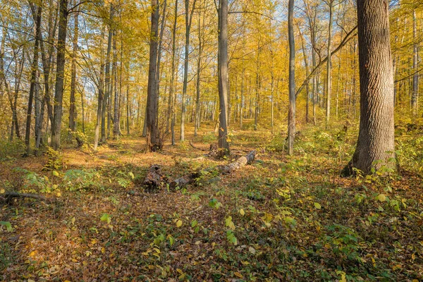 Осенние леса. Природа зеленый лес солнечный свет фон — стоковое фото