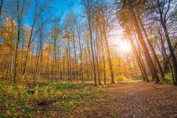 秋の森の木。緑の木漏れ日の背景 — ストック写真