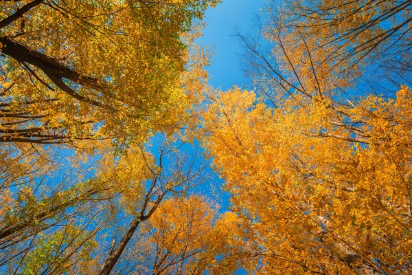 Barevné podzimní vrcholky stromů v podzimním lese s modrou oblohou — Stock fotografie
