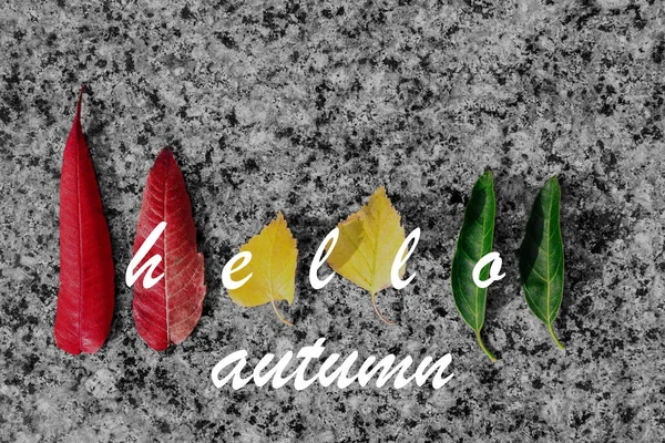 Hello Autumn Autumn Background Leaves Grey Board — Stock Photo, Image