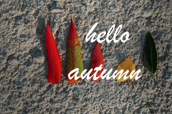 Hello Autumn Autumn Background Leaves Grey Board — Stock Photo, Image