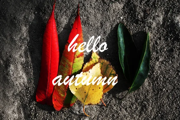 Ahoj Autumn Podzimní Pozadí Listy Šedé Desce — Stock fotografie