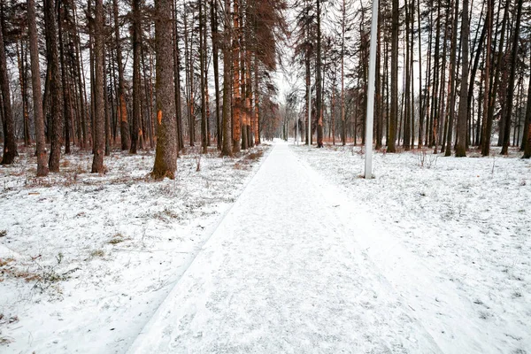 Chemin Travers Les Pins Dans Parc Hiver — Photo