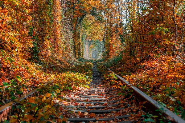 love tunnel in autumn. Railway and tunnel from trees