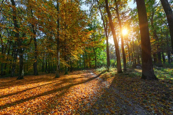 Arbres Forêt Automne Nature Vert Bois Lumière Soleil Milieux — Photo