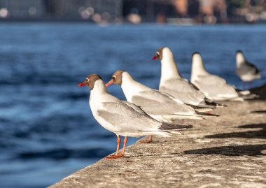St. Petersburg 'daki Neva setinin korkuluklarında martılar.