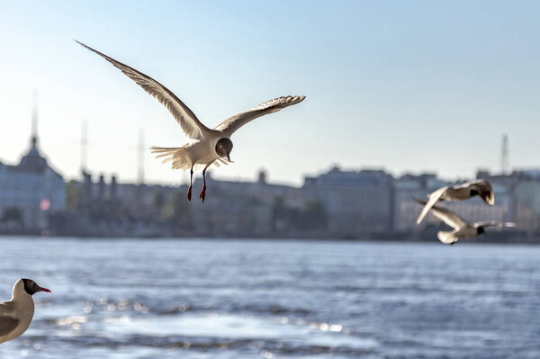 Seagulls on the parapet of the Neva embankment in St. Petersburg