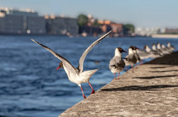 Fiskmåsar Nevabergen Sankt Petersburg — Stockfoto