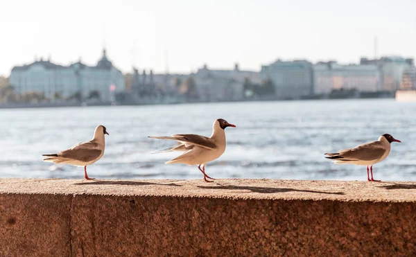 Mouettes Sur Parapet Remblai Neva Saint Pétersbourg — Photo