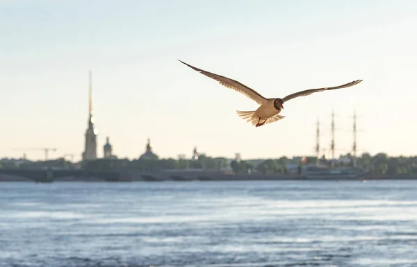 Zeemeeuw Neva Rivier Petersburg — Stockfoto