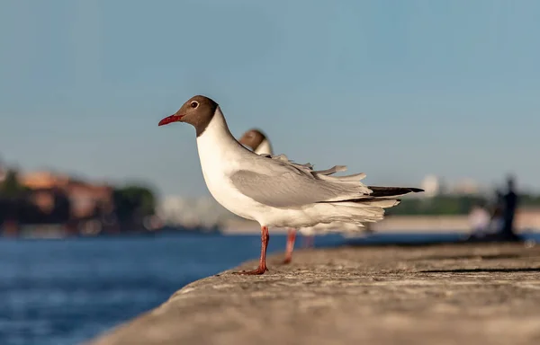 Petersburg Daki Neva Setinin Korkuluklarında Martılar Telifsiz Stok Imajlar