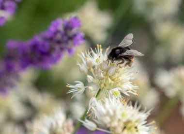 Beyaz çiçekteki yaban arısı - bal bitkisi