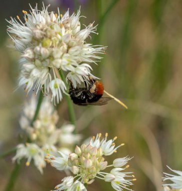 Beyaz çiçekteki yaban arısı - bal bitkisi