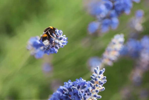 紫色の花のバンブルビー 蜂蜜の植物 — ストック写真