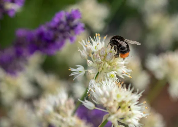 Bumblebee Białym Kwiatku Miód Roślin — Zdjęcie stockowe