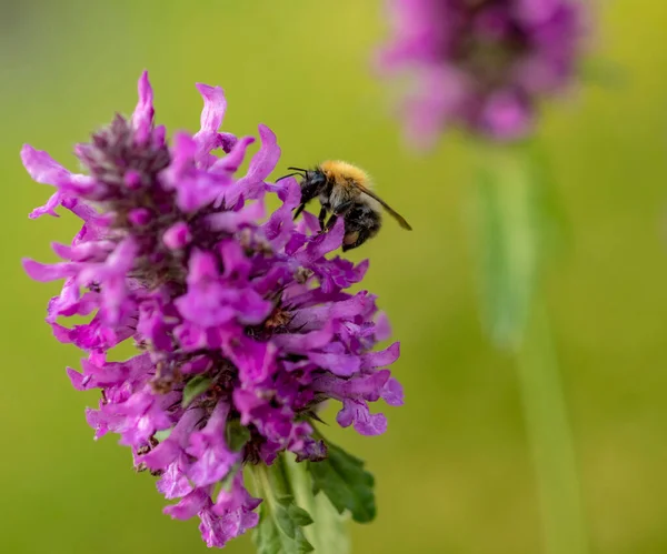 Bumblebee Fiore Viola Impianto Miele — Foto Stock