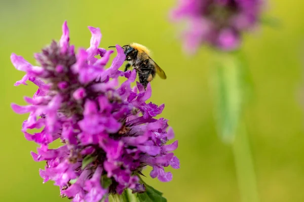 Hommel Een Paarse Bloem Honingplant — Stockfoto