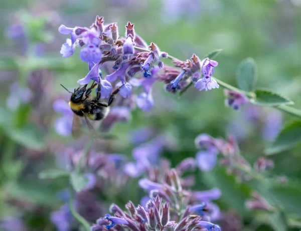 蜂はニンジンの花から蜂蜜を集める — ストック写真