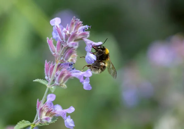 蜂はニンジンの花から蜂蜜を集める — ストック写真