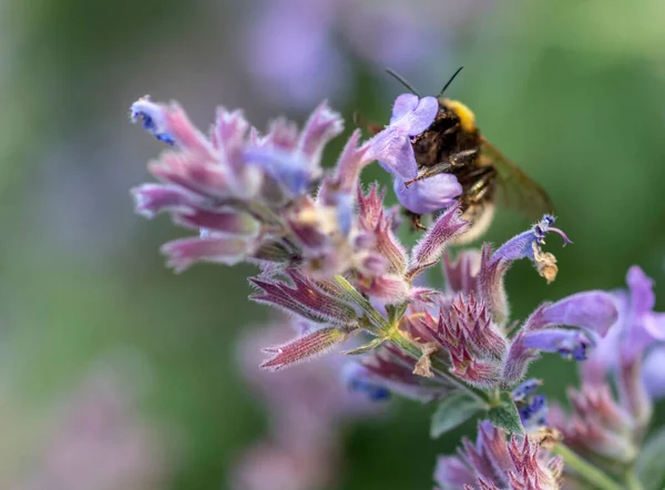 Ape Raccoglie Miele Dai Fiori Erba Gatta — Foto Stock